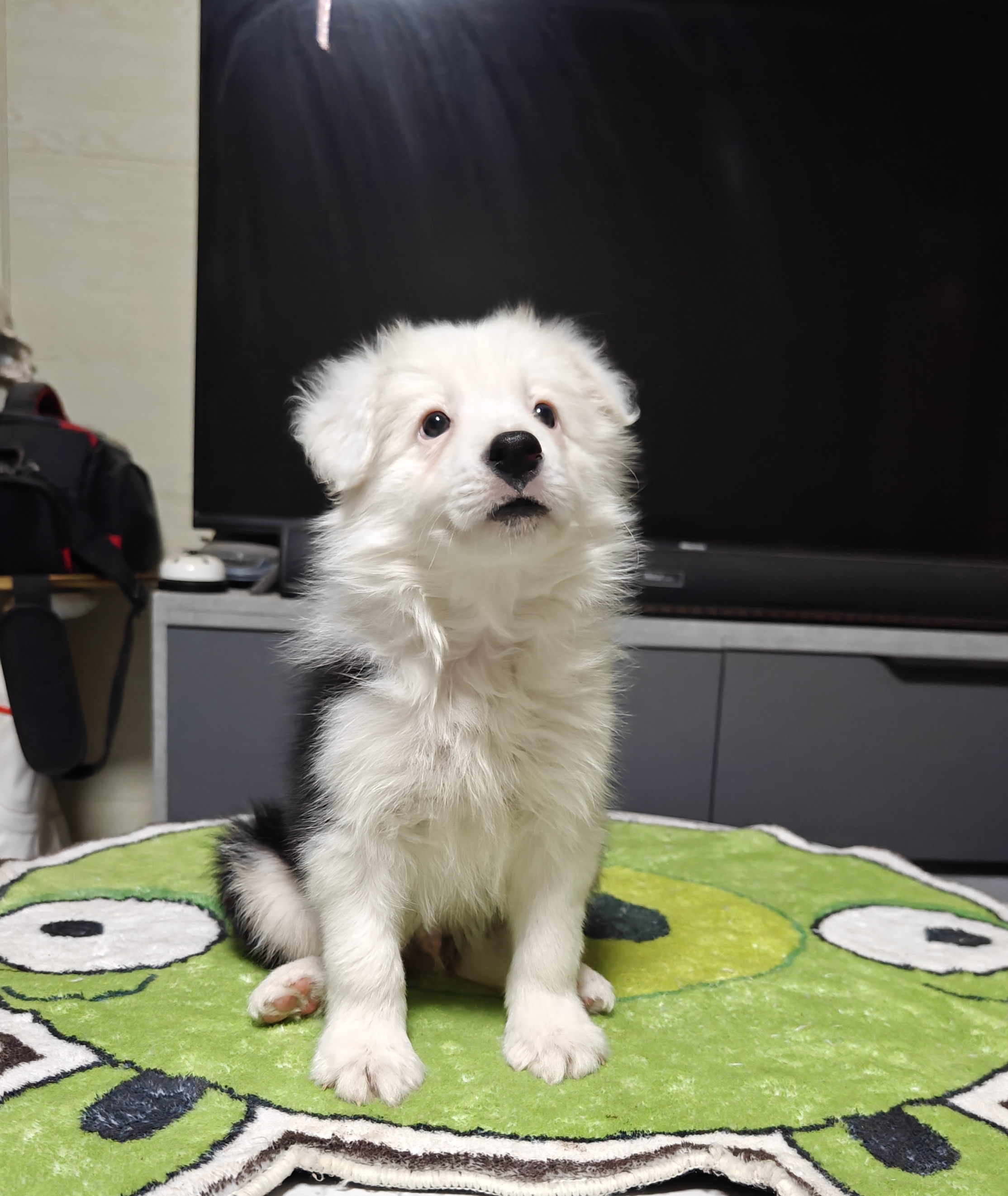 白头个性边牧弟弟